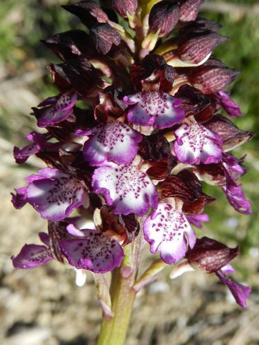 Orchis-purpurea202.jpg