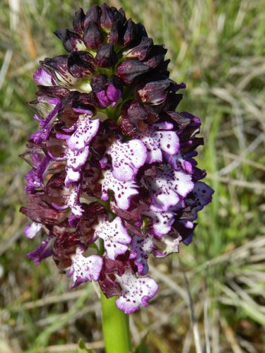 Orchis-purpurea217.jpg