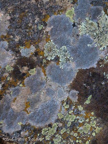 plage lichens 09