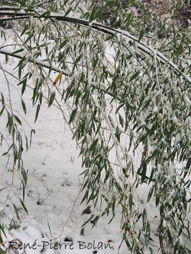 bambou las neige