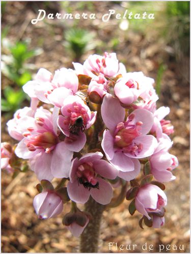 dermera-peltata-floraison-21-mai-2011.JPG