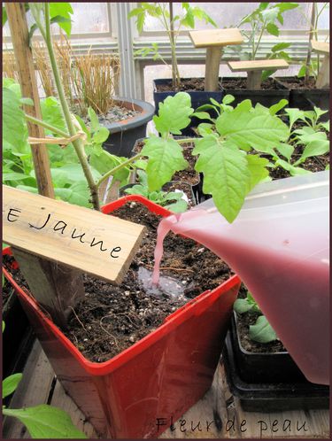 tomate jaune
