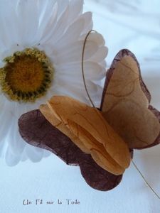 photo papillon