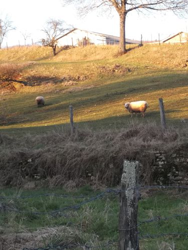 Moutons-a-la-campagne.jpg