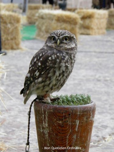 Foire-medievale2.jpg