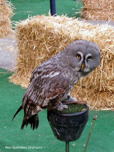 Foire-medievale3.jpg