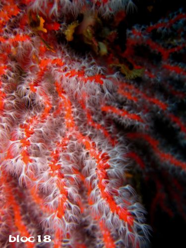 corail-rouge-2.jpg