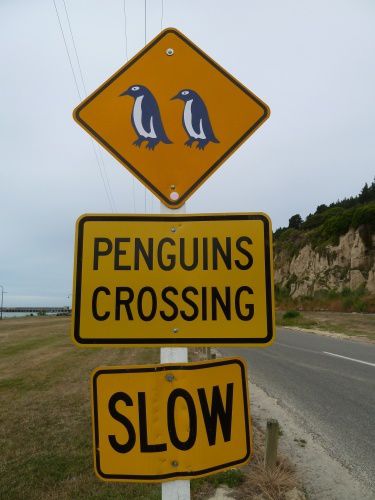 Oamaru -traversées nocturnes des petits pingoins bleus