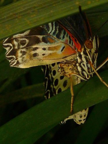 Penang papillons (15)
