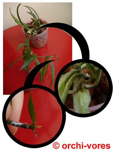 hoya-pauciflora-aout.jpg