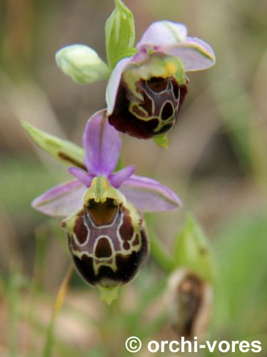 Ophrys-fausse-becasse-2