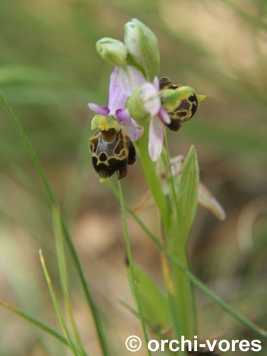Ophrys-fausse-becasse-4.jpg