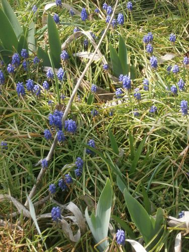 tour-jardin-2-avril-2013-035.JPG