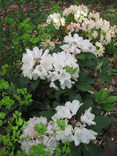 rhododendron-yakushimanum.JPG