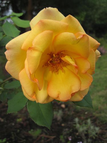 rose-Delbard-parure-d-Or--4-.JPG