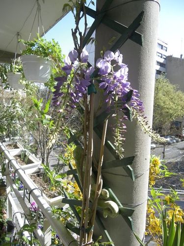 glycine