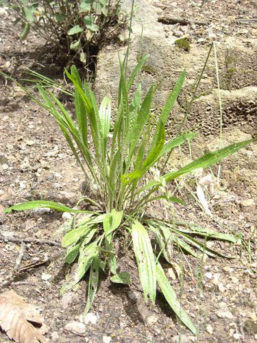 plantain-lanceole.JPG