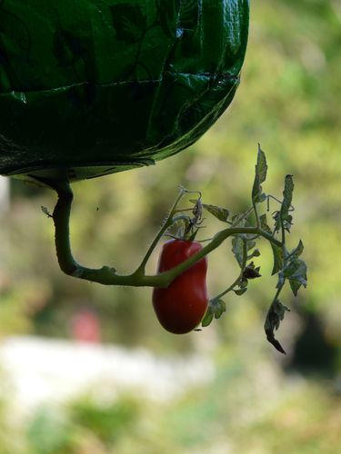 tomate-2.jpg