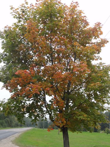 l'automne est arrivé