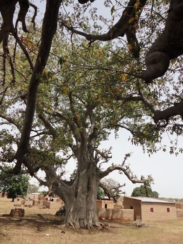 Baobab (1)