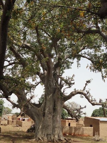 Baobabs (1)