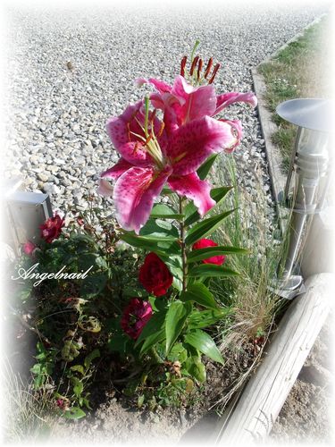 DSCF3593.jpg