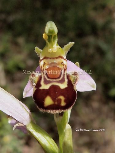 Ophrys-abeille-4.jpg