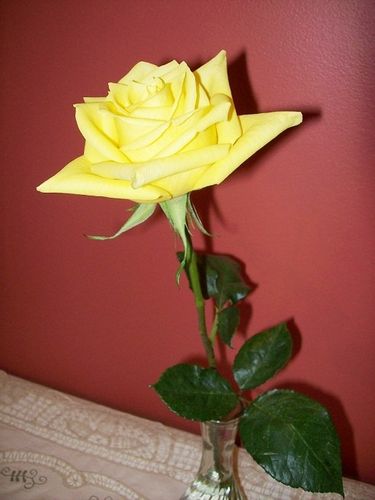 rose-jaune-26-avril--1.jpg