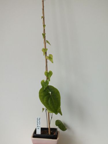 Dioscorea-sylvatica-30-06-12-064.jpg
