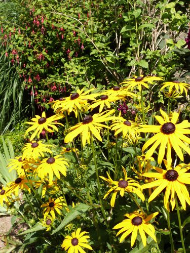 echinacea goldstrum