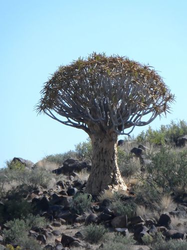 Quivertree Forest (9)