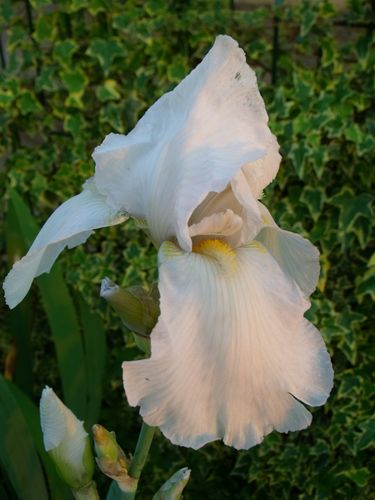 DSCF7595