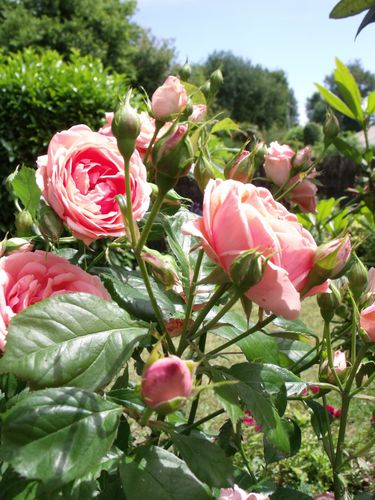 DSCF7917.JPG