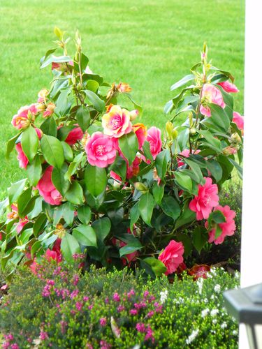 camelia-001.JPG