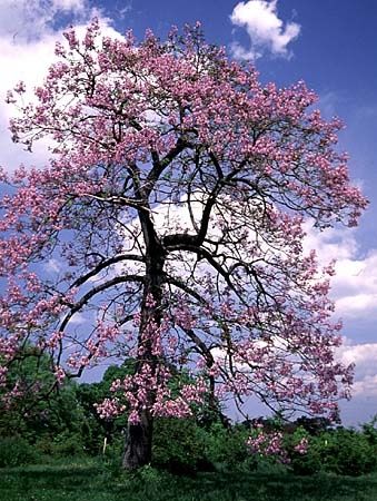 16I-5-2007-paulownia.jpg