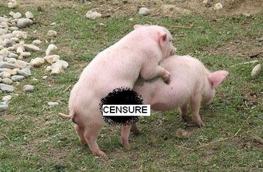 cochon.jpg