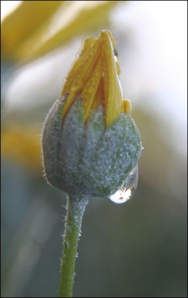 18-janvier-2010-fleurs-jardin-001.jpg