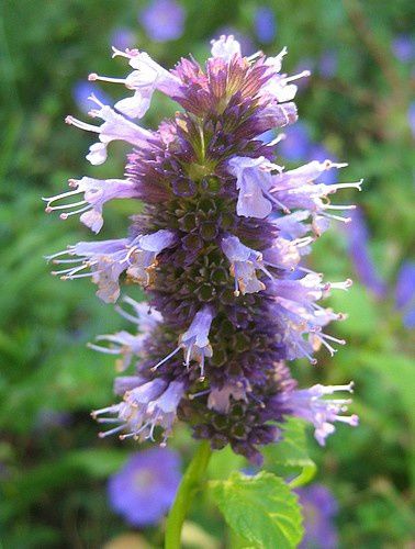 agastache-Black-Adder-14-aout-10.jpg