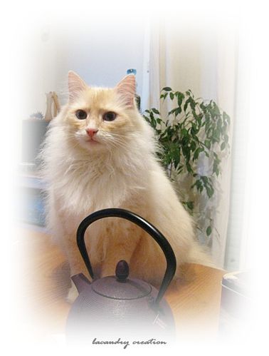 cachou-et-les-crepes.jpg