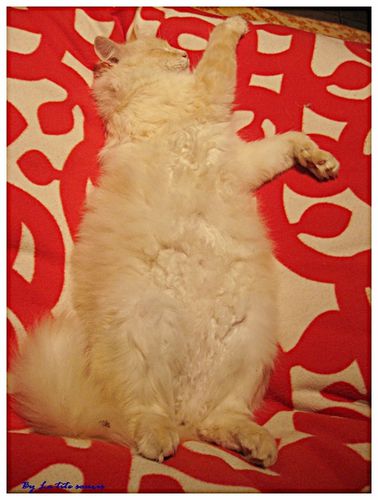 cachou-oct-2011.jpg