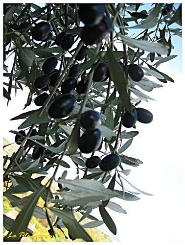 olive-noires-11-2011-la-tite-souris.jpg