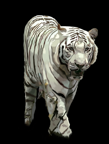 tigre blanc002
