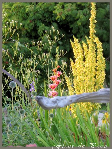 molene-verbascum--glaieul-cindy--gypsophile-et-echinops-re.jpg