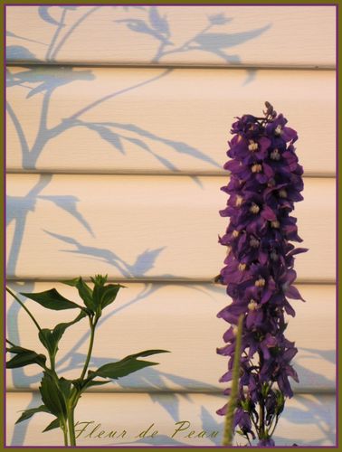 ombre chinoise 5 sur delphinium (605x800)