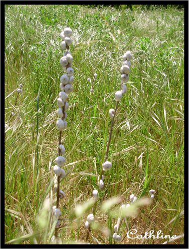 escargots-des-dunes---3-.jpg