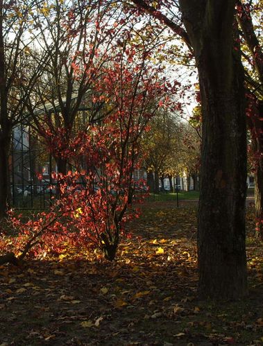 AUTOMNE.jpg