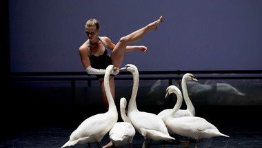 swan4.jpg