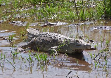 384-ARBA-MINCH-Lac-Chamo-Crocodiles.JPG