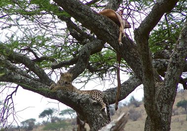 492-SERENGETI-Leopard.JPG