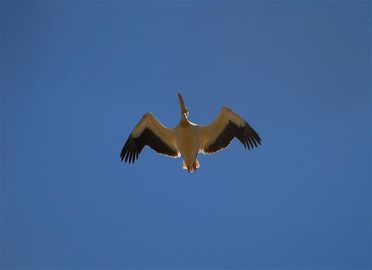 pelican-blanc-topar--Small-.jpg